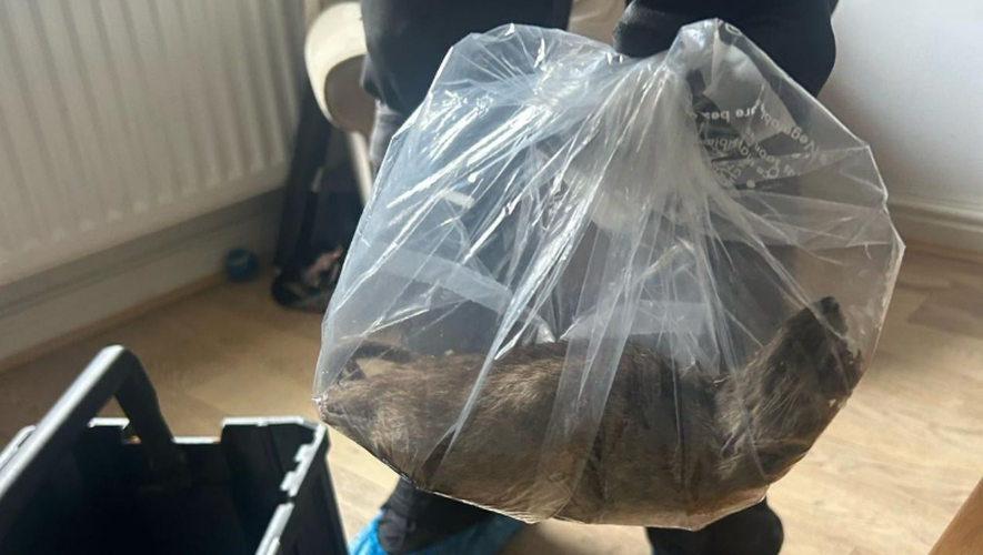 , Les élus locaux craignent une invasion : un énorme rat de 56 cm découvert dans une maison