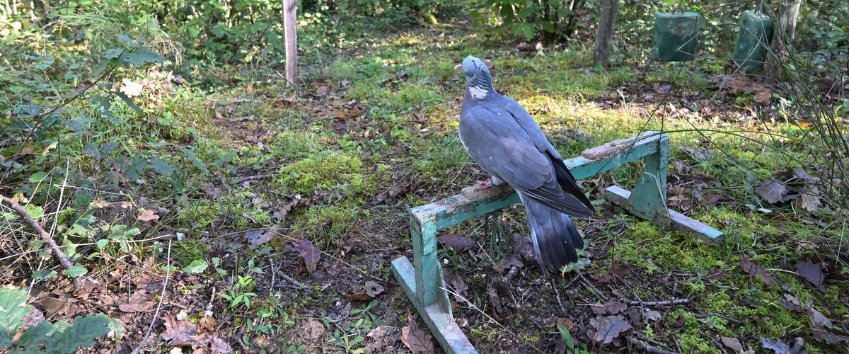 , Dans le Gers, la Fédération des chasseurs et l’association des maires s’unissent pour défendre la chasse à la palombe aux filets, menacée par l’Europe